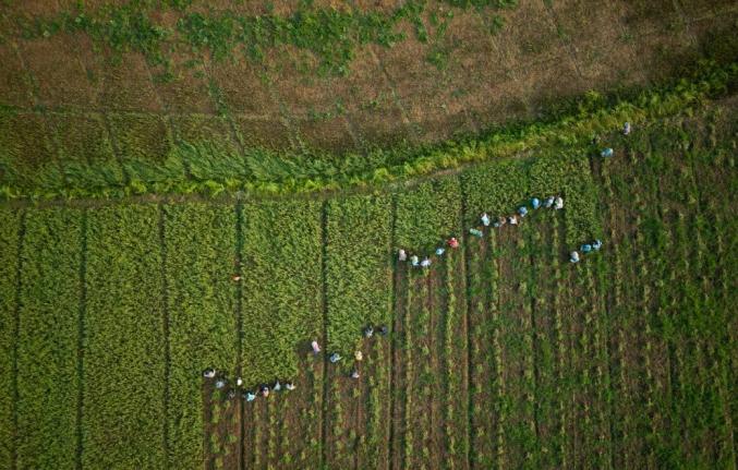 Field workers collect garlic from a farm on the banks of the Kok River in Tha Ton, Thailand, February 21, 2026. 
