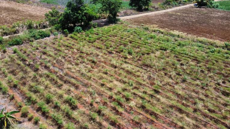 Farmlands at the Ebony Park Agro Park in Clarendon, which will benefit from an irrigation transmission force main project undertaken by the Jamaica Social Investment Fund (JSIF) at a cost of $114. 59 million. 